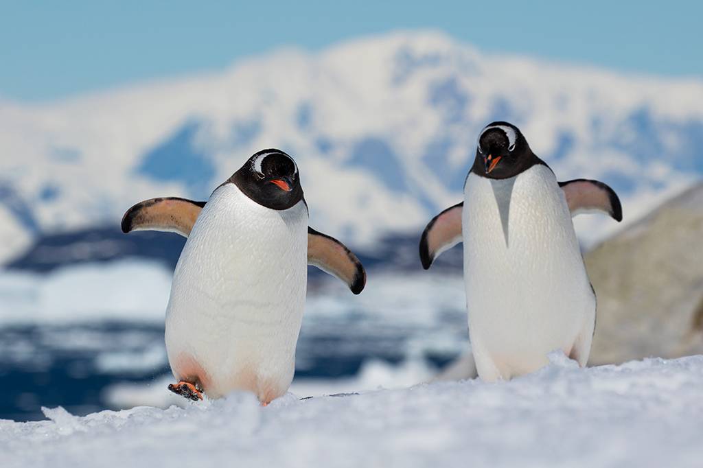 Pinguins podem ajudar pesquisadores a mapear contaminação mercúrio na Antártida