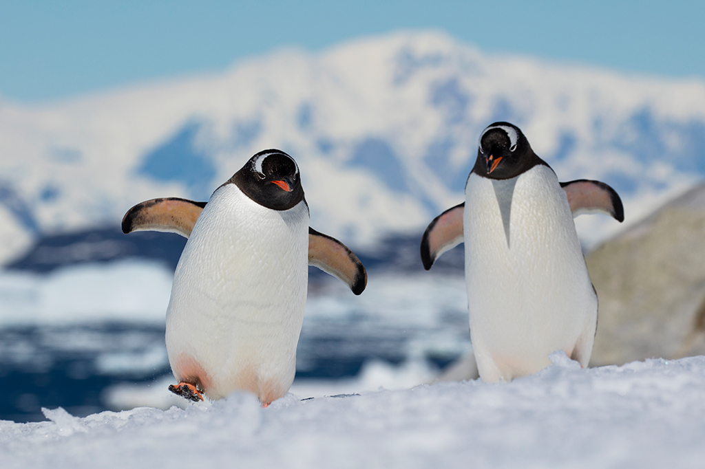 Fotografia de dois pinguins Gentoo (Pygoscelis papua), Ilha Peterman, perto do Canal Lemaire, Graham Land, Península Antártica.