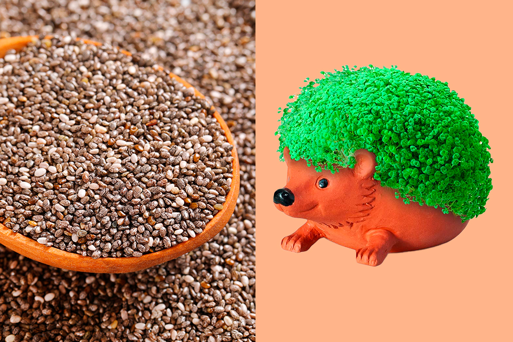 Monatagem de semente de chia com um chia pet.