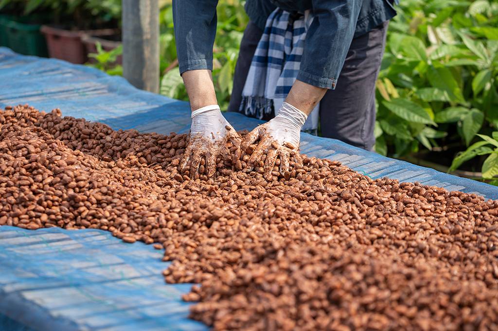 Chocolate mais caro? Aquecimento global está causando caos no mercado de cacau, diz estudo
