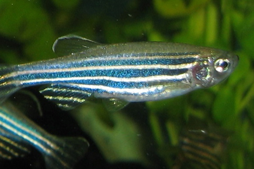 Cientistas criam peixe transgênico que limpa mercúrio de água contaminada