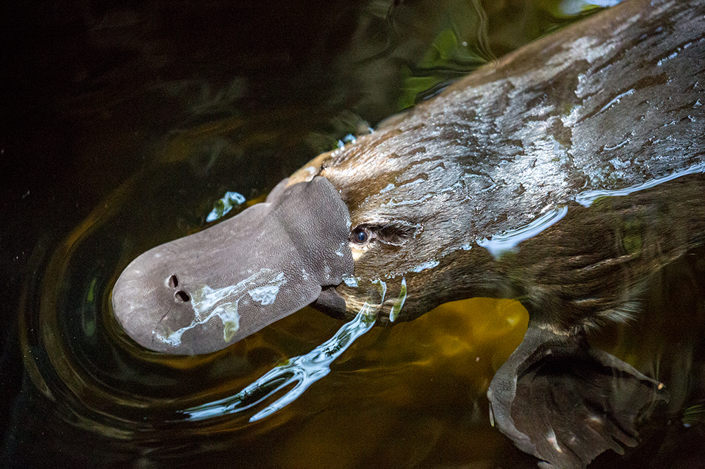 Por que a Austrália tem animais tão estranhos?