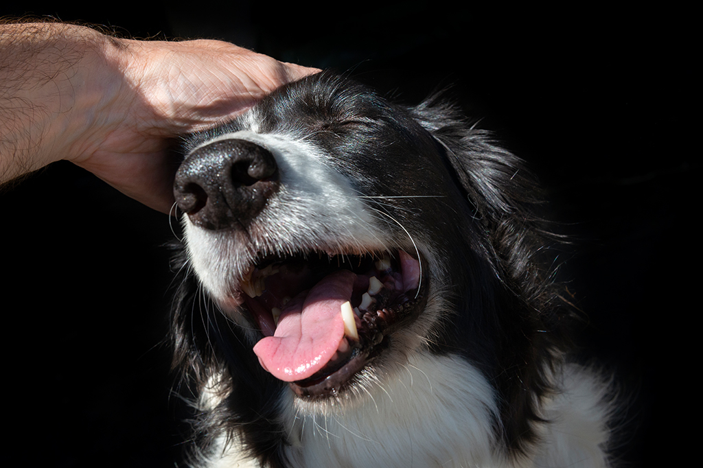 Cachorros respondem às piscadelas uns dos outros, assim como humanos