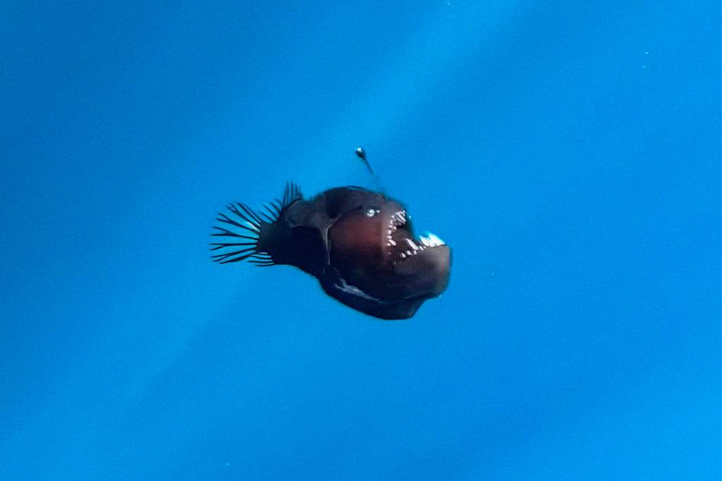 Além do “peixe diabo-negro”: outras 5 criaturas raríssimas do fundo do oceano