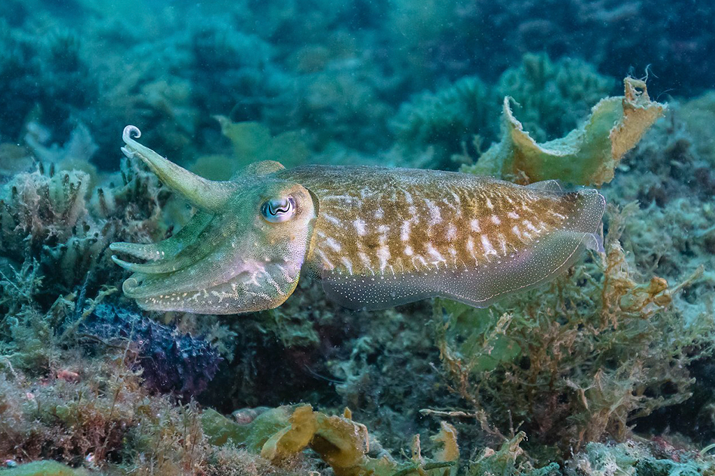 Tinta de sépia pode manter tubarões afastados de humanos