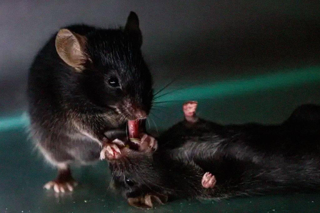 Ratos aplicam primeiros socorros em companheiros desacordados