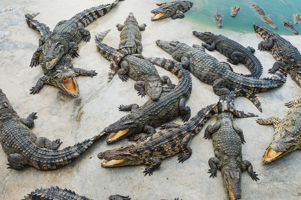 Fotografia de um grupo de Crocodilos.