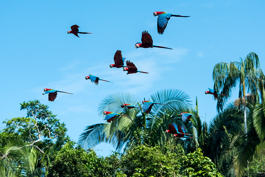 A maioria dos países não está honrando acordos firmados de proteção da biodiversidade