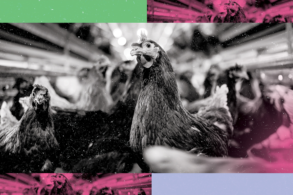 3 notícias sobre: H5N1