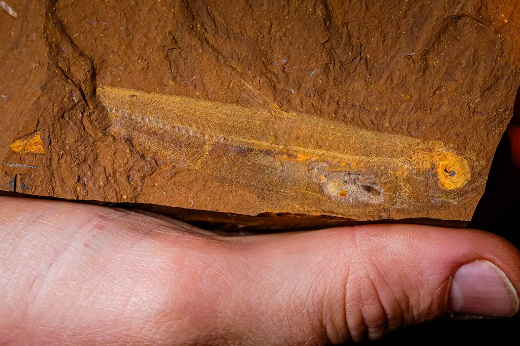 Peixe fossilizado de 16 milhões de anos foi encontrado com última refeição preservada