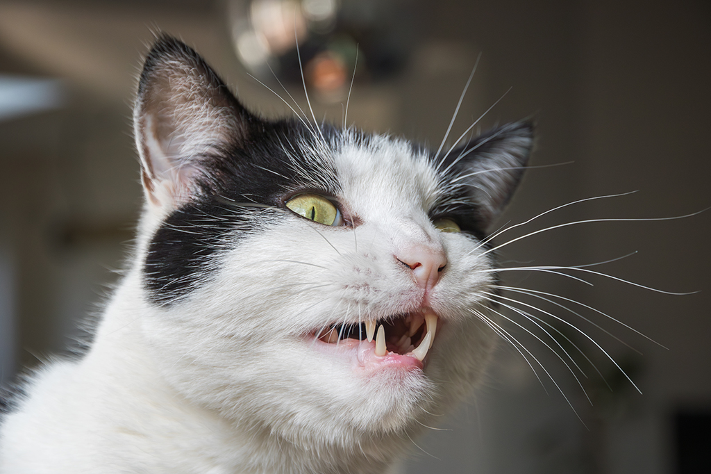 Por que os gatos fazem caretas depois de cheirar algo?