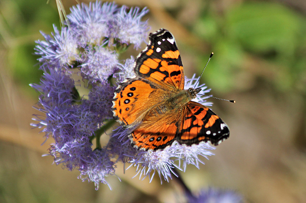 Borboletas estão desaparecendo rapidamente nos EUA