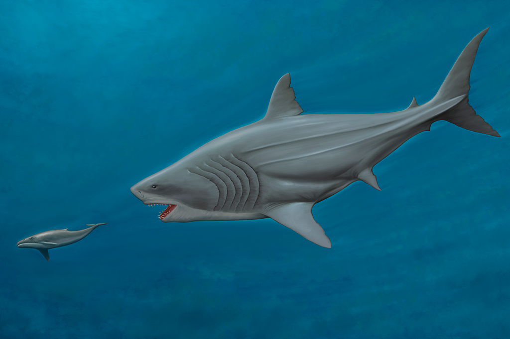 Megalodon pode ter sido cinco metros maior do que se imaginava