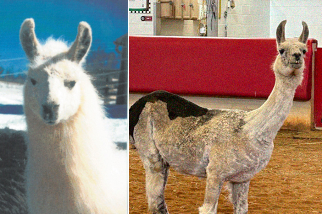 Lhama mais velha do mundo trabalha em acampamento para crianças doentes