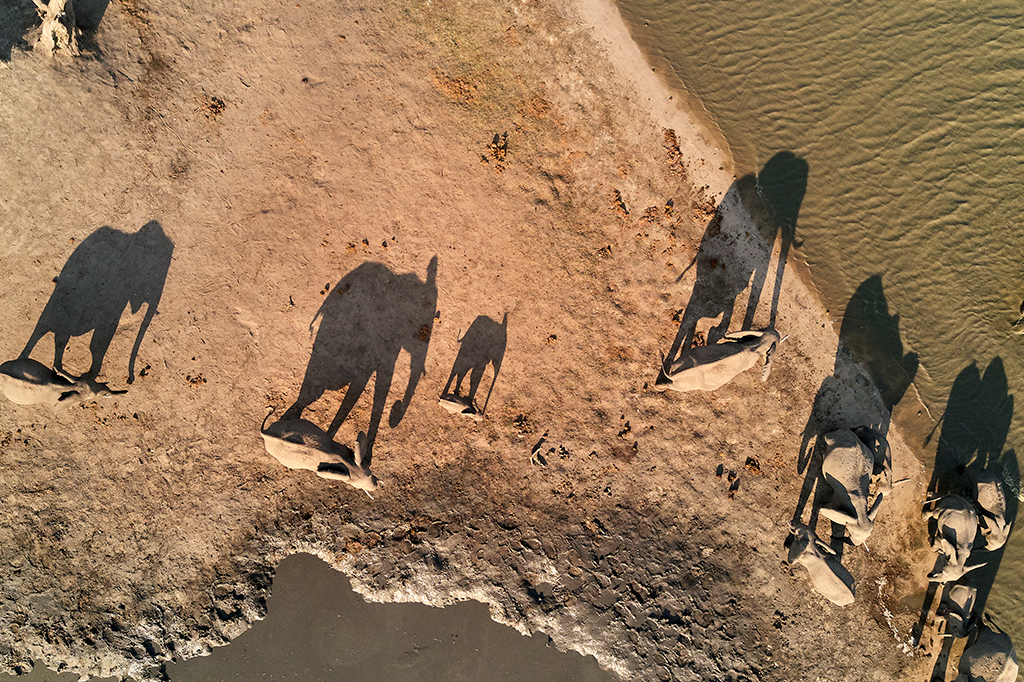 Os “cemitérios de elefantes” existem na vida real?