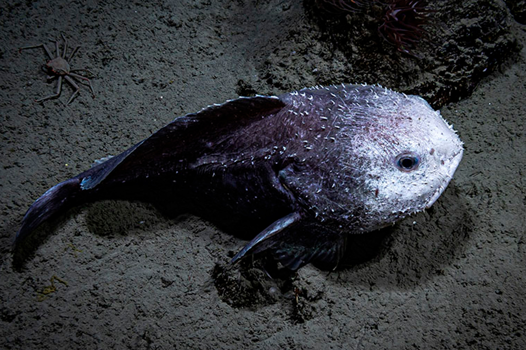 Peixe-bolha: de “mais feio do mundo” para “peixe do ano” da Nova Zelândia