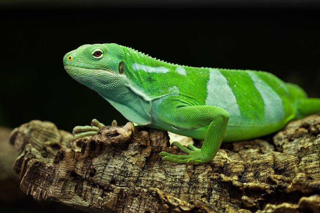 Há 34 milhões de anos, iguanas navegaram da América do Norte até Fiji, na Oceania