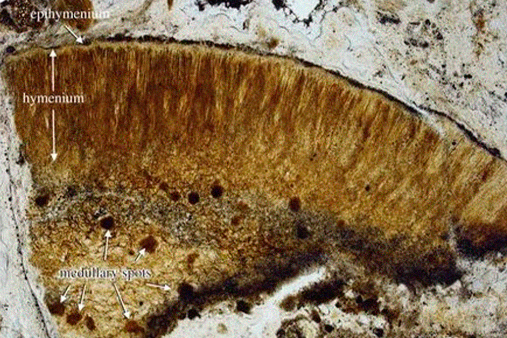 Prototaxites: os fósseis bizarros que podem ser um tipo de vida desconhecida