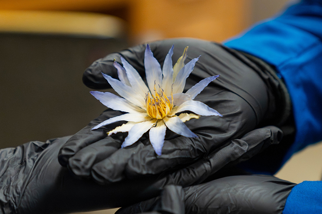 Pesquisa sugere como os egípcios consumiam Lótus Azul, planta usada em rituais