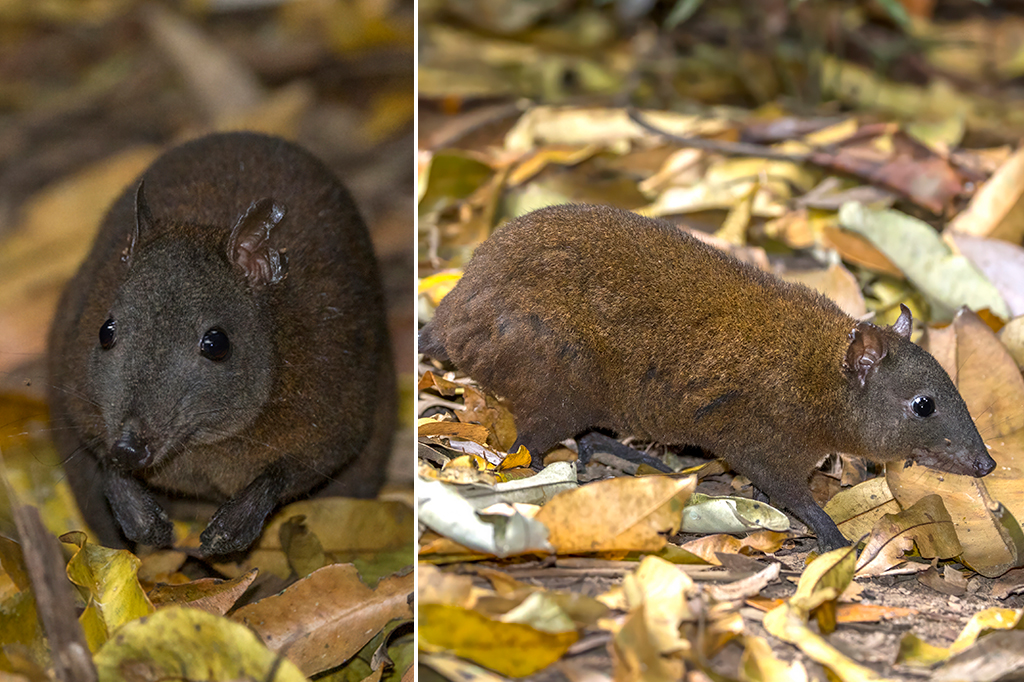 Pesquisadores identificam única espécie de canguru que não pula