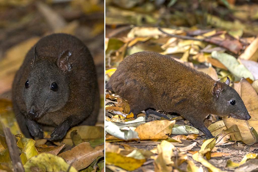 Pesquisadores identificam única espécie de canguru que não pula