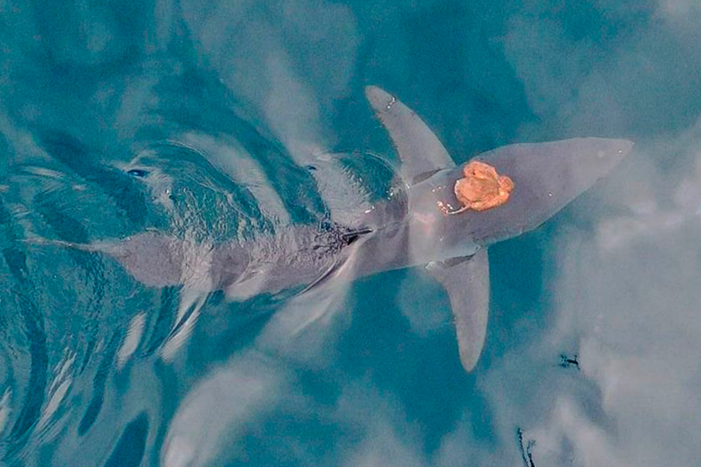 Polvo é flagrado “pegando carona” em tubarão; veja vídeo