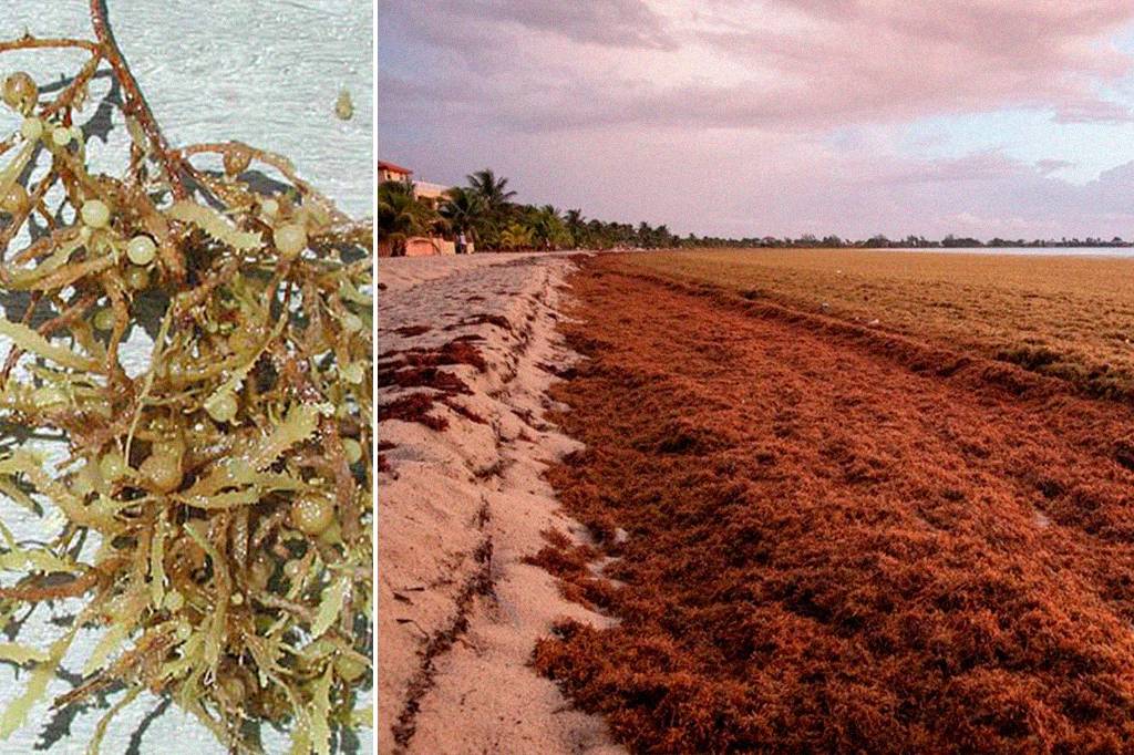 Sargaço no Brasil: invasão de algas no litoral assusta, gera prejuízo e desafia academia e governos