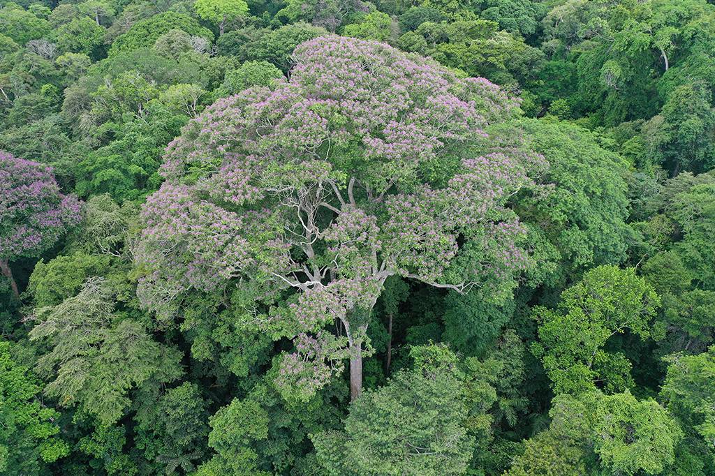 Algumas árvores gostam de raios – e podem ter evoluído para atraí-los