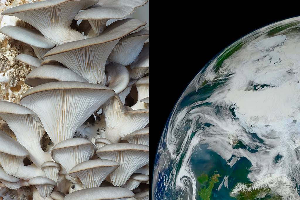 Astronautas tentarão cultivar os primeiros cogumelos no espaço
