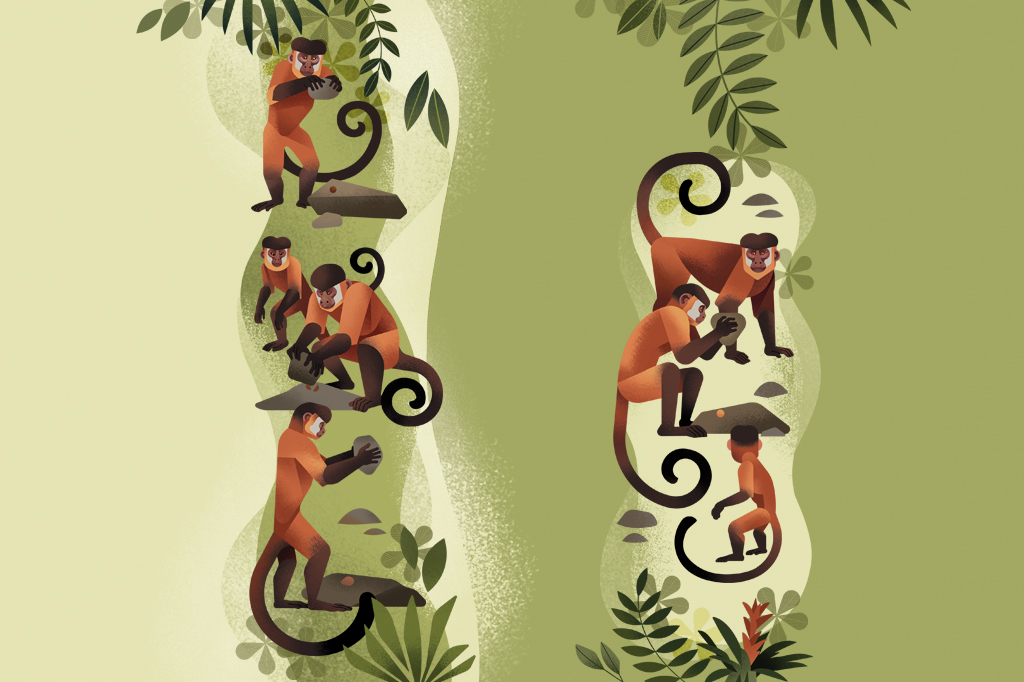 SI_473_Macacos_prego_1 Ilustração de macacos-prego utilizando pedras como ferramentas.