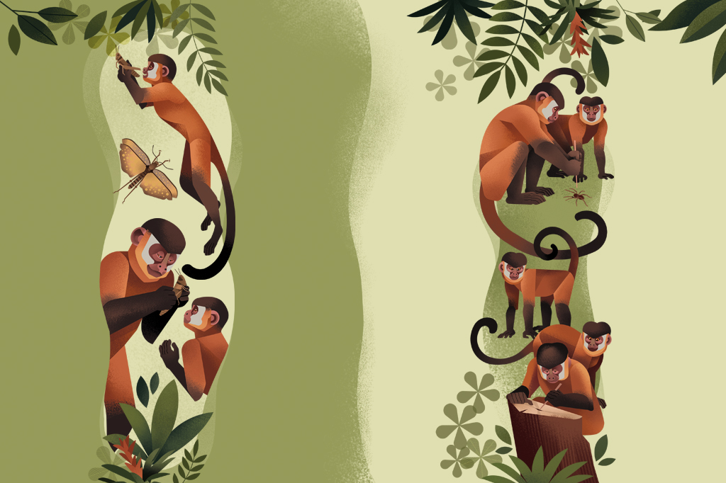 SI_473_Macacos_prego_2 Ilustração de macacos-prego caçando insetos.