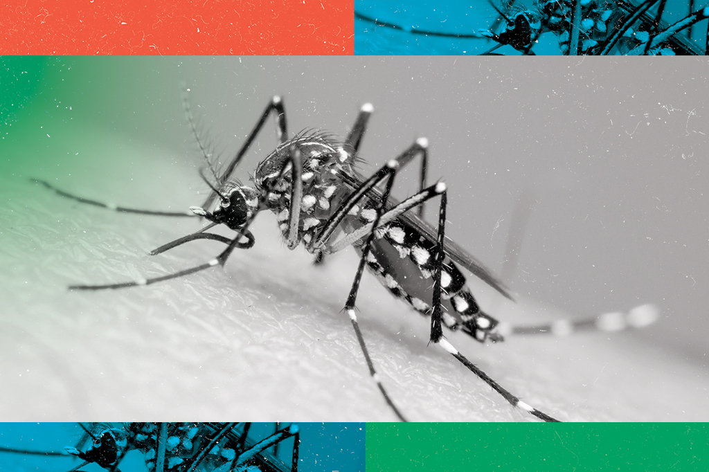 Imagem ampliada de um mosquito da dengue.