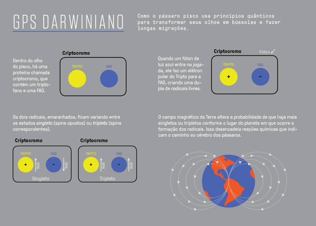 SI_473_Quântica_6a Infográfico, em fundo neutro, explicando como o pássaro pisco usa princípios quânticos para fazer longas migrações.