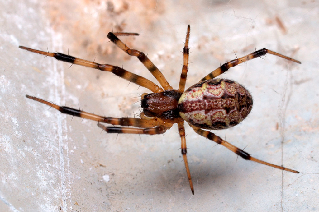 Conheça a aranha que fica mais forte após ejetar o próprio pênis