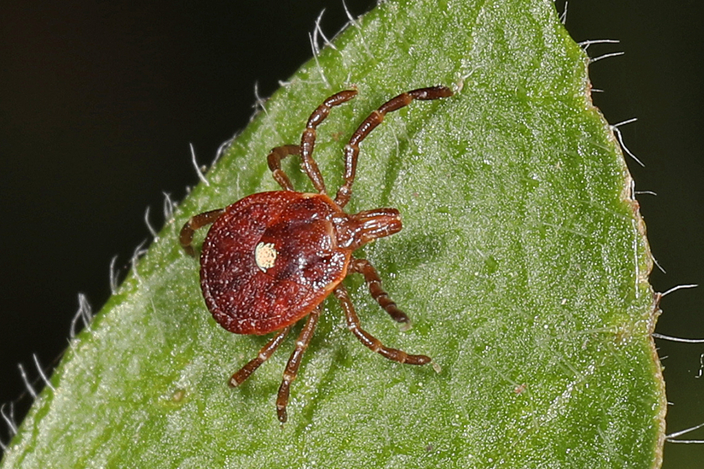 Fotografia de carrapatos estrela solitários que picam humanos mais comuns em Delaware e nos Estados Unidos como um todo.