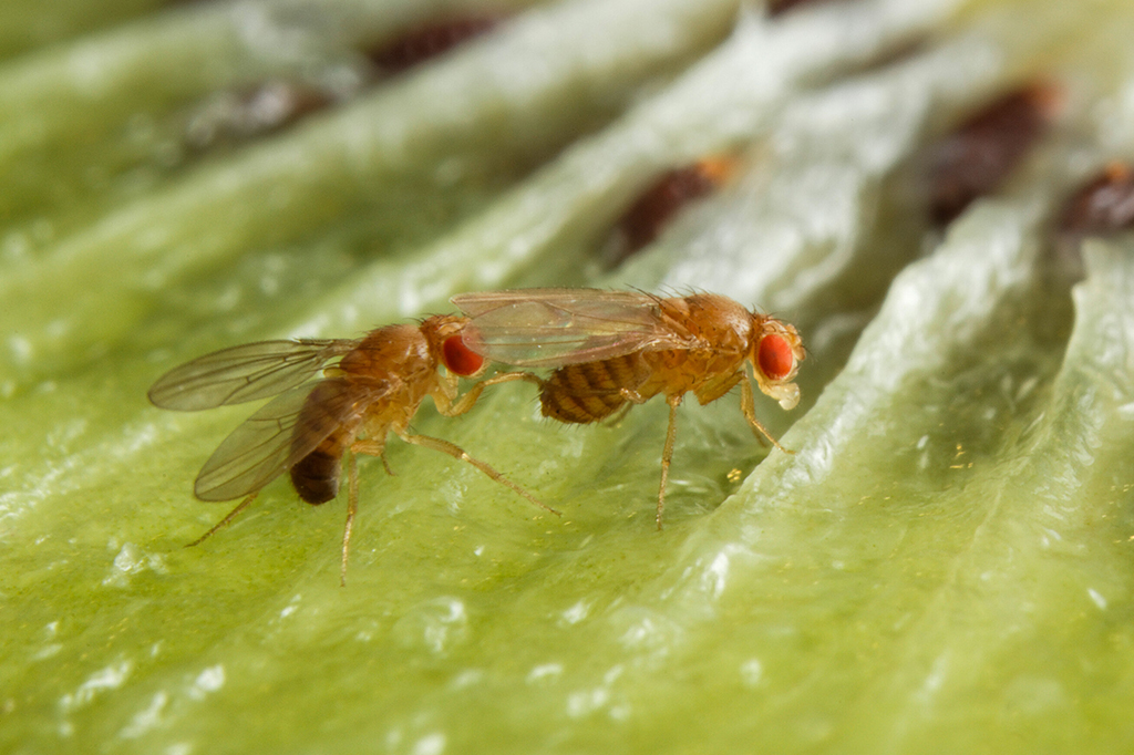 Beber álcool faz moscas ficarem mais atraentes para fêmeas, revela estudo