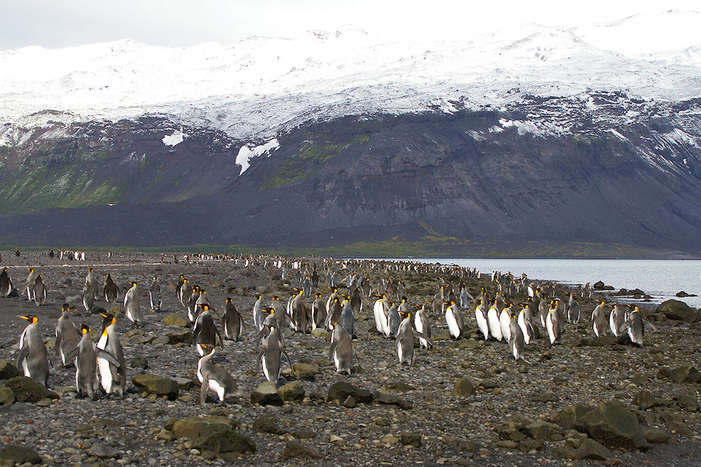 Fotografia dos Pinguins no território das Ilhas Heard e McDonald.