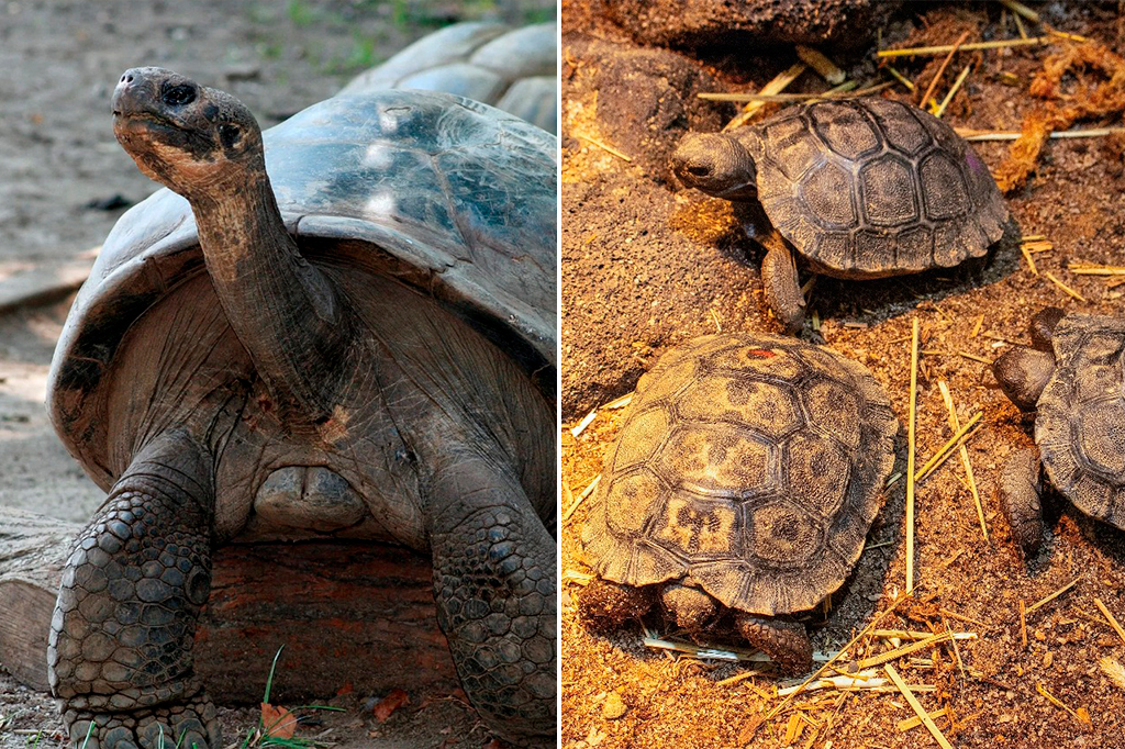 Montagem das fotografias da mamãe tartaruga ocidental de Santa Cruz de Galápagos com seus filhotes.