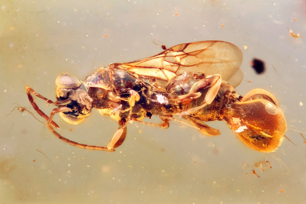 Vespa que usava o abdômen para capturar presas é descoberta em âmbar de 99 milhões de anos