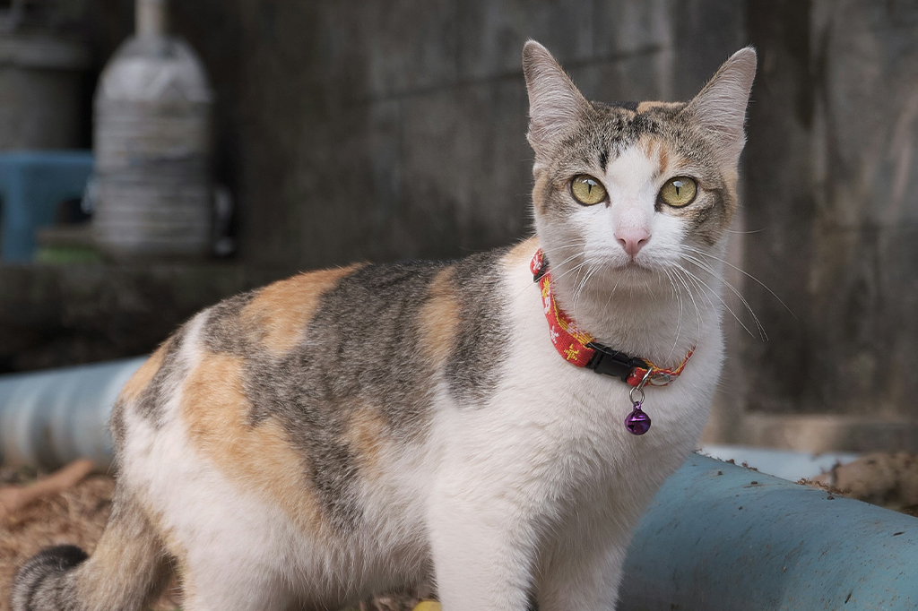 Por que gatos não podem usar coleiras com guizo?