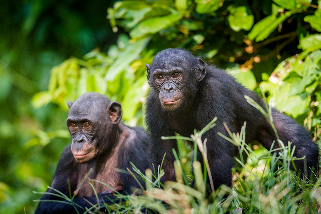 Fotografia de dois bonobos.