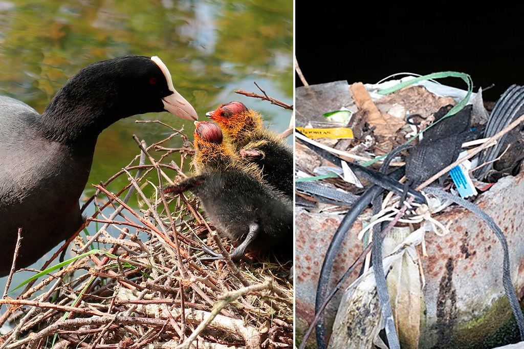 Fotografia do pássaro galeirões europeus com seus filhotes no ninhos com resíduos plásticos.