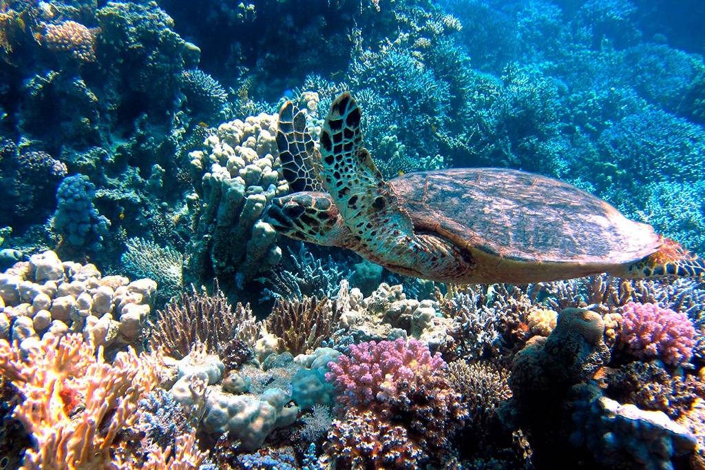 As mudanças climáticas são a principal ameaça às espécies em risco de extinção