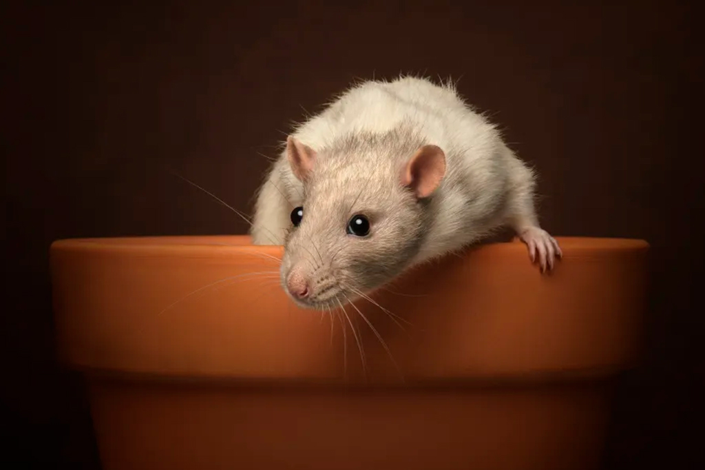 Fotografia de uma rato em um vazo.