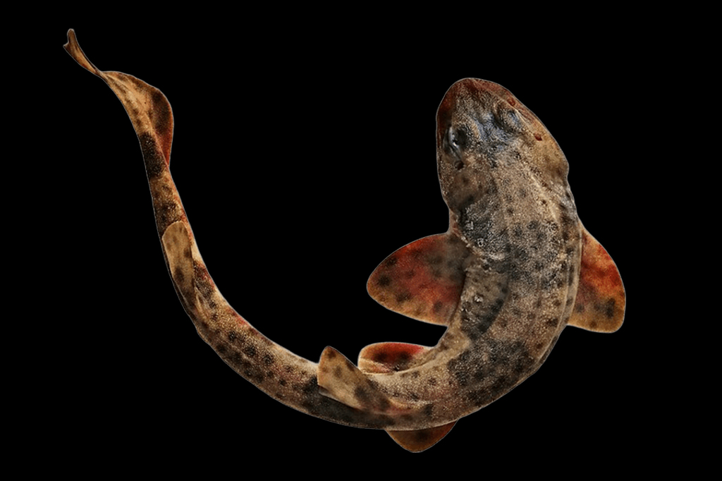 5 animais que foram extintos no Brasil – e por quê