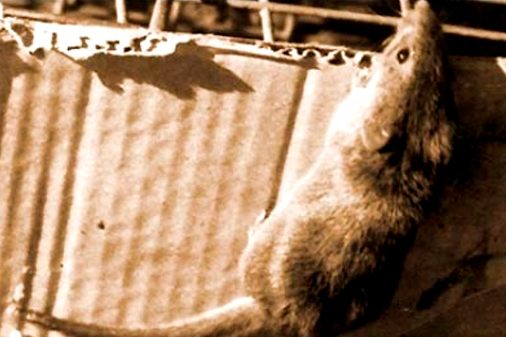 1204-animais-layout_site2 Fotografia de um Rato-candango.