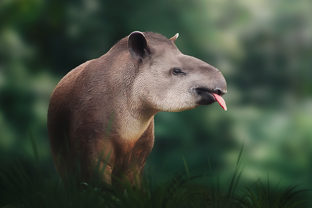 Fotografiqa de Anta das terras baixas (Tapirus terrestris) mostrando língua.