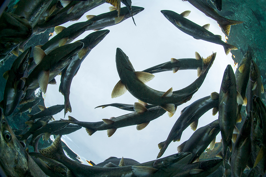 Remédios para ansiedade e sono estão mudando o comportamento de salmões