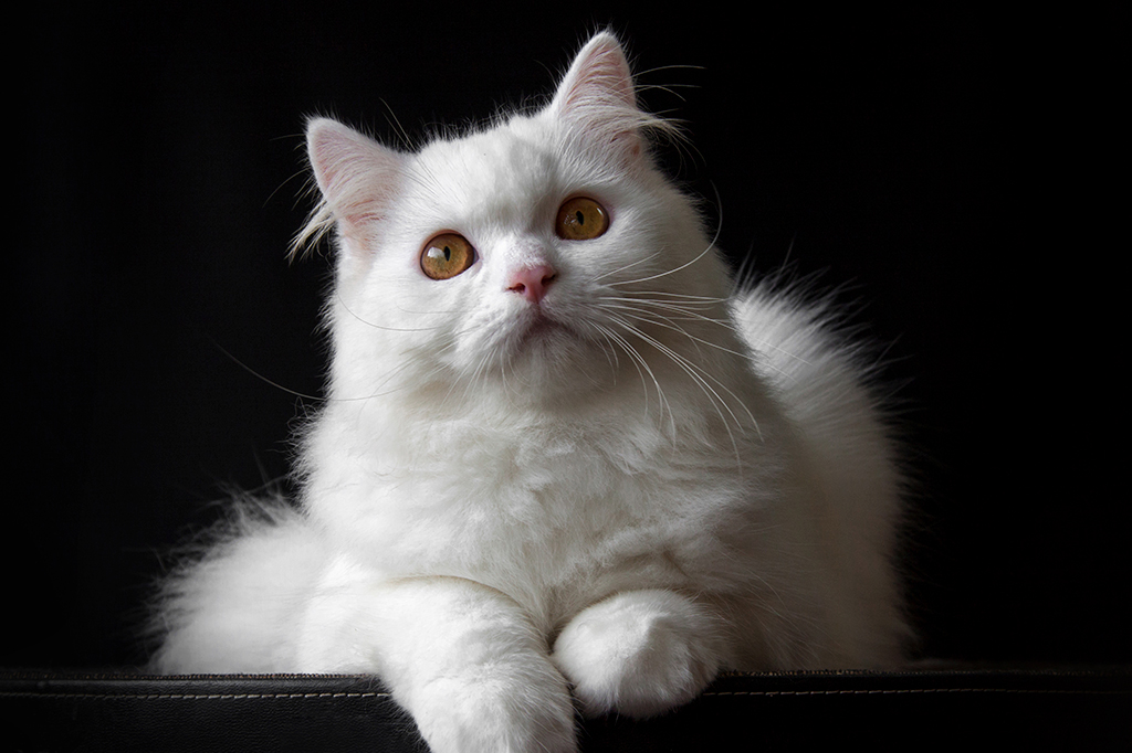Fotografia de um gato branco.