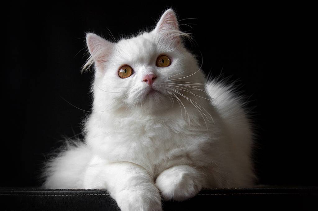 Por que gatos brancos geralmente são surdos?